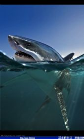  Great White